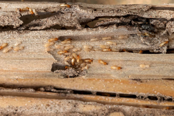 Best Bed Bug Extermination  in Jacksboro, TX